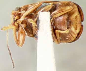 Media type: image; Entomology 8801   Aspect: habitus ventral view